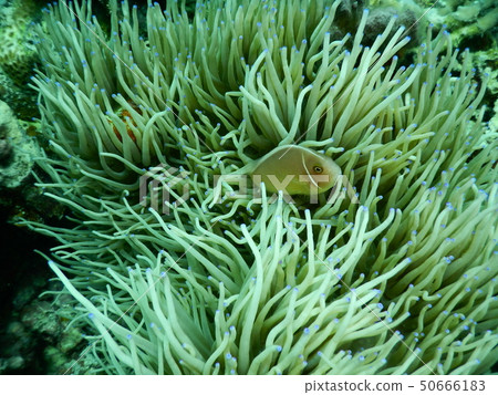 Hanabira Anemone fish 50666183