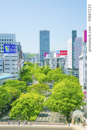 青葉街櫸樹仙台市 50667233