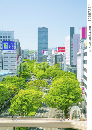 青葉街櫸樹仙台市 50667234