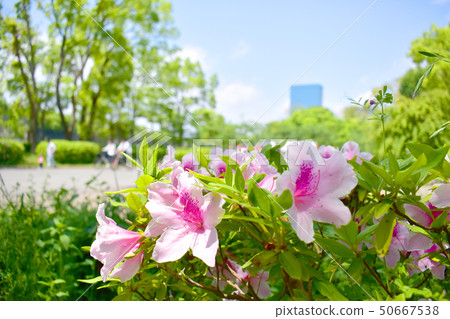 大阪城公園/杜鵑花 50667538