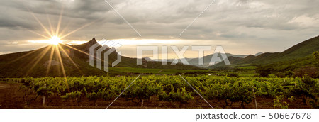 vineyard field 50667678