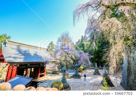 春天Myougi Shrine Somon 春天Myougi Shrine Somon 50667702