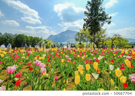 鬱金香領域1在綿羊山公園 50667704