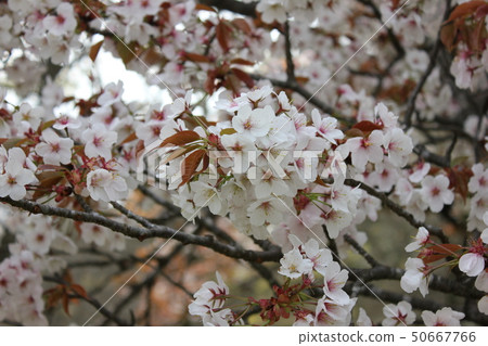 Yamazakura *** Sakura Sakura SAKURA *** 50667766