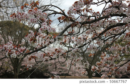 Yamazakura *** Sakura Sakura SAKURA *** Yamazakura *** Sakura Sakura SAKURA *** 50667767