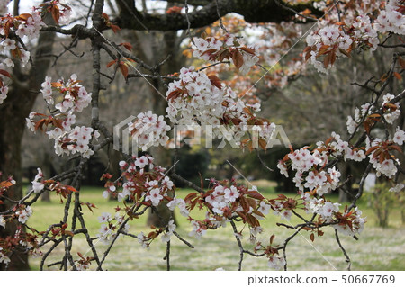 Yamazakura *** Sakura Sakura SAKURA *** Yamazakura *** Sakura Sakura SAKURA *** 50667769