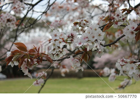 Yamazakura *** Sakura Sakura SAKURA *** Yamazakura *** Sakura Sakura SAKURA *** 50667770