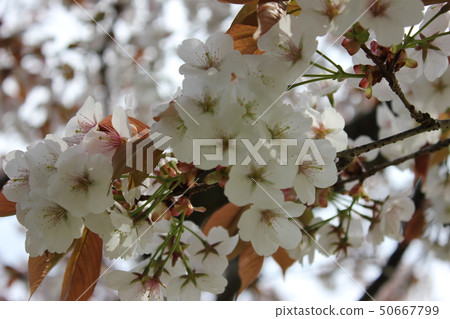 Yamazakura *** Sakura Sakura SAKURA *** 50667799