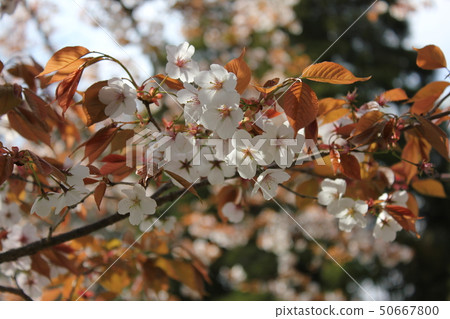 Yamazakura *** Sakura Sakura SAKURA *** Yamazakura *** Sakura Sakura SAKURA *** 50667800