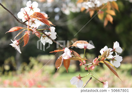 Yamazakura *** Sakura Sakura SAKURA *** Yamazakura *** Sakura Sakura SAKURA *** 50667801