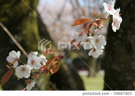 Yamazakura *** Sakura Sakura SAKURA *** Yamazakura *** Sakura Sakura SAKURA *** 50667803