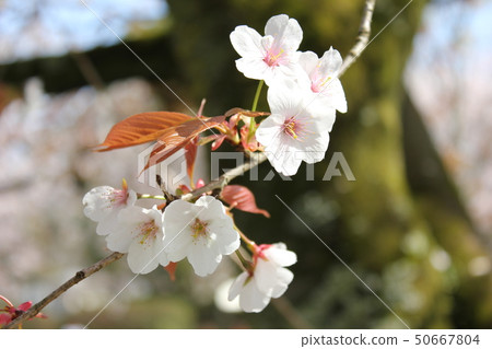 Yamazakura *** Sakura Sakura SAKURA *** 50667804