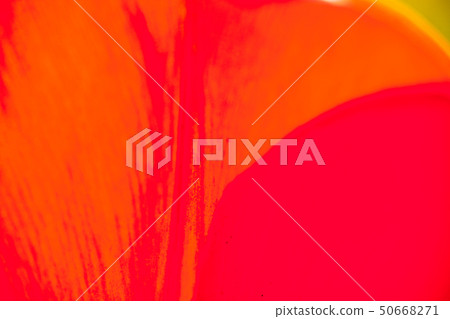 Closeup of the petals of the red-orange tulip 50668271