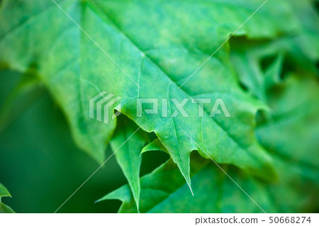 Green maple leaves 50668274