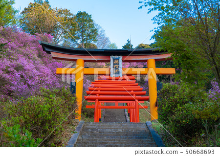 Photographs taken at Miyakoshi, Kyoto Prefecture, Isozaki Inari Shrine and Mitsuba Azalea Photographs taken at Miyakoshi, Kyoto Prefecture, Isozaki Inari Shrine and Mitsuba Azalea 50668693