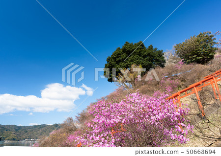 Photographs taken at Miyakoshi, Kyoto Prefecture, Isozaki Inari Shrine and Mitsuba Azalea Photographs taken at Miyakoshi, Kyoto Prefecture, Isozaki Inari Shrine and Mitsuba Azalea 50668694