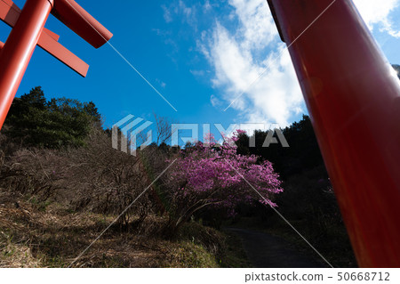 照片拍攝於宮城縣，京都府，磯崎稻荷神社和Mitsuba杜鵑花 50668712