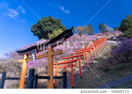 照片拍攝於宮城縣，京都府，磯崎稻荷神社和Mitsuba杜鵑花 50668713
