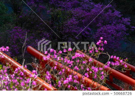 照片拍攝於宮城縣,京都府,磯崎稻荷神社和Mitsuba杜鵑花 照片拍攝於宮城縣,京都府,磯崎稻荷神社和Mitsuba杜鵑花 50668726