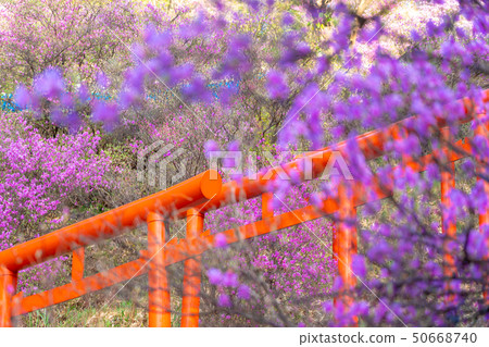 Photographs taken at Miyakoshi, Kyoto Prefecture, Isozaki Inari Shrine and Mitsuba Azalea 50668740