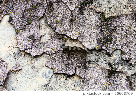 The wall texture with moss and cracked plaster and 50668769