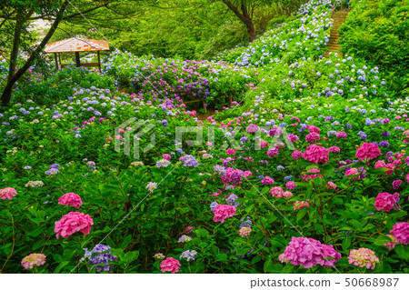 Hydrangea Shimoda Hydrangea Shimoda 50668987