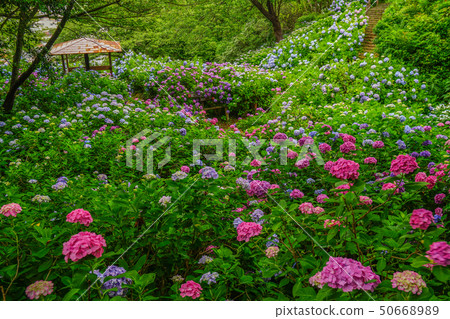 Hydrangea Shimoda 50668989