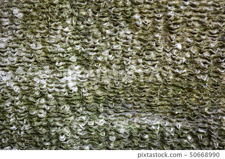 Coquina surface 50668990