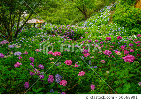 Hydrangea Shimoda 50668991