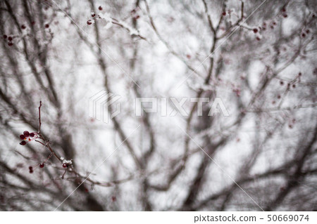 Hawthorn covered with hoarfrost Hawthorn covered with hoarfrost 50669074