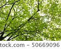 Sunbeams 50669096
