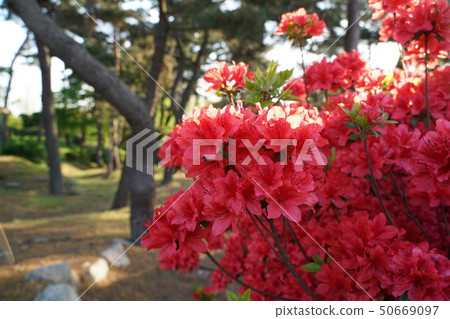 Azaleas 50669097