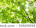 Sunbeams 50669098