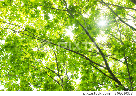 Sunbeams 50669098