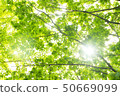 Sunbeams 50669099