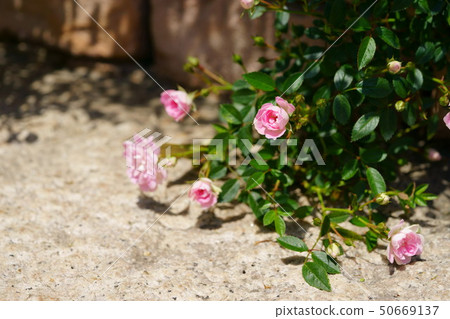 Rose/Yume Maiden 2 50669137