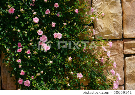 Rose/Yume Maiden 7 Rose/Yume Maiden 7 50669141