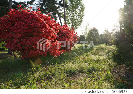 杜鵑花 杜鵑花 50669221