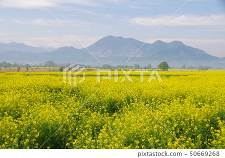Rape blossoms in Iiyama-shi 50669268
