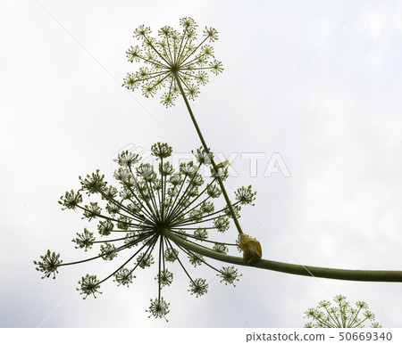 Umbels with seeds of the hogweed Umbels with seeds of the hogweed 50669340