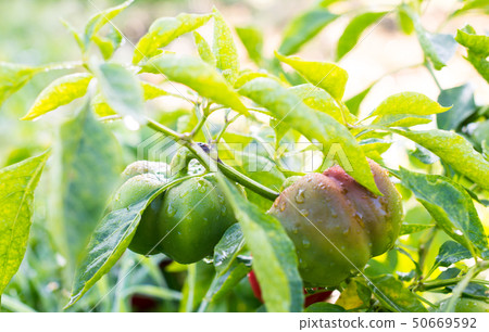Growing the bell peppers (capsicum) Growing the bell peppers (capsicum) 50669592