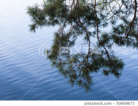 Pine tree branches against the water surface 50669673