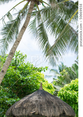 Blue sky and crushed clouds and palm trees 50669938