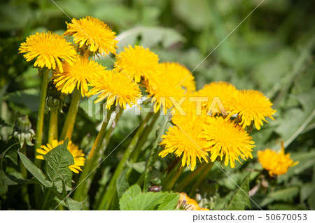 Bright yellow dandelion flowers Bright yellow dandelion flowers 50670053