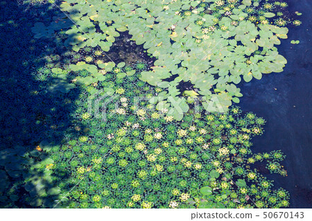 Leaves of lilies and caltrops on the water 50670143