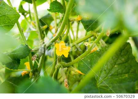 Growing the cucumbers 50670329