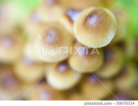 Caps of mushrooms. Top view. Caps of mushrooms. Top view. 50670334