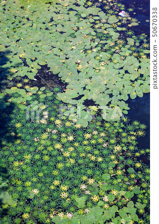 Leaves of lilies and caltrops on the water Leaves of lilies and caltrops on the water 50670338