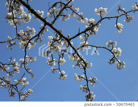 Yamazakura *** Sakura Sakura SAKURA *** Yamazakura *** Sakura Sakura SAKURA *** 50670465