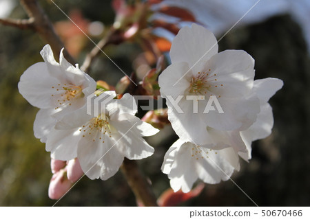 Yamazakura *** Sakura Sakura SAKURA *** Yamazakura *** Sakura Sakura SAKURA *** 50670466
